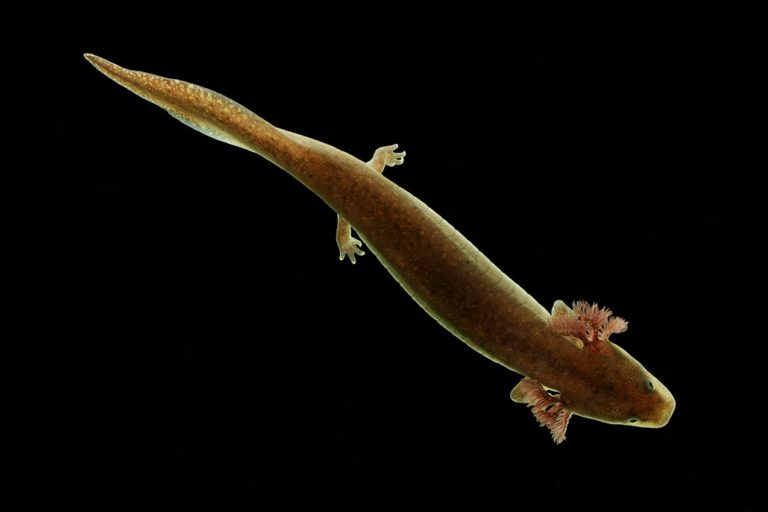 Living mysteries: This critter has 38 times more DNA than you do