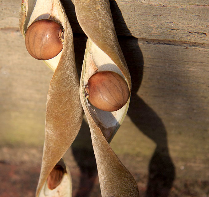 No trees were damaged to 3-D print this piece of wood