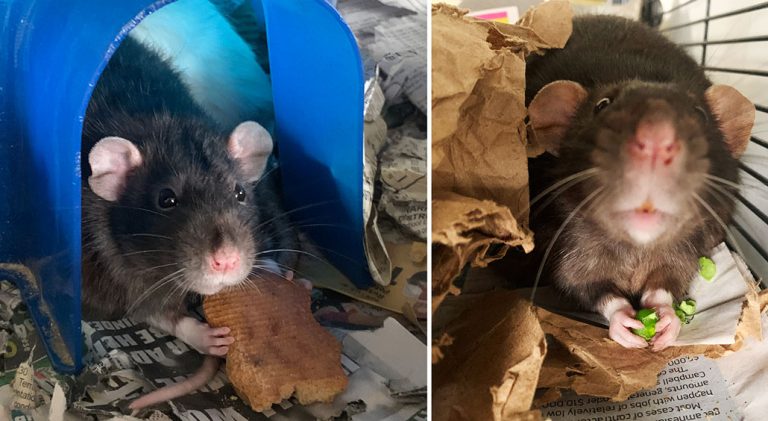 Rats can chronicle human history