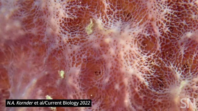 Sea sponges gush slow-motion snot rockets to remove their pores