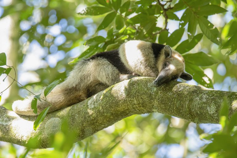 Numerous mammals use a South American tree as their pharmacy