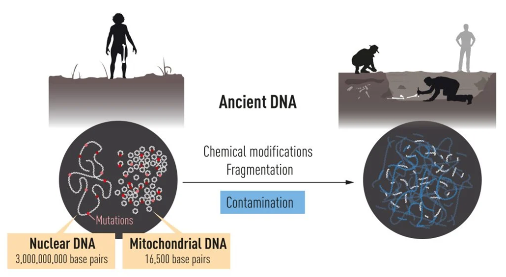 Taking A Look At Neandertal and also Denisovan DNA wins a 2022 Nobel Reward