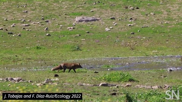 See: This fox is the first spotted fishing for its food