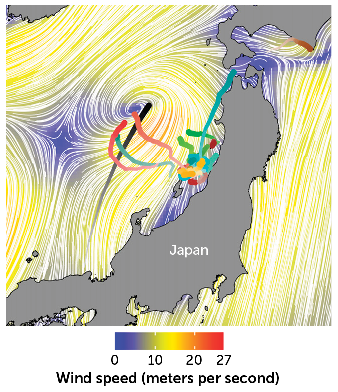 Some seabirds survive typhoons by flying into them