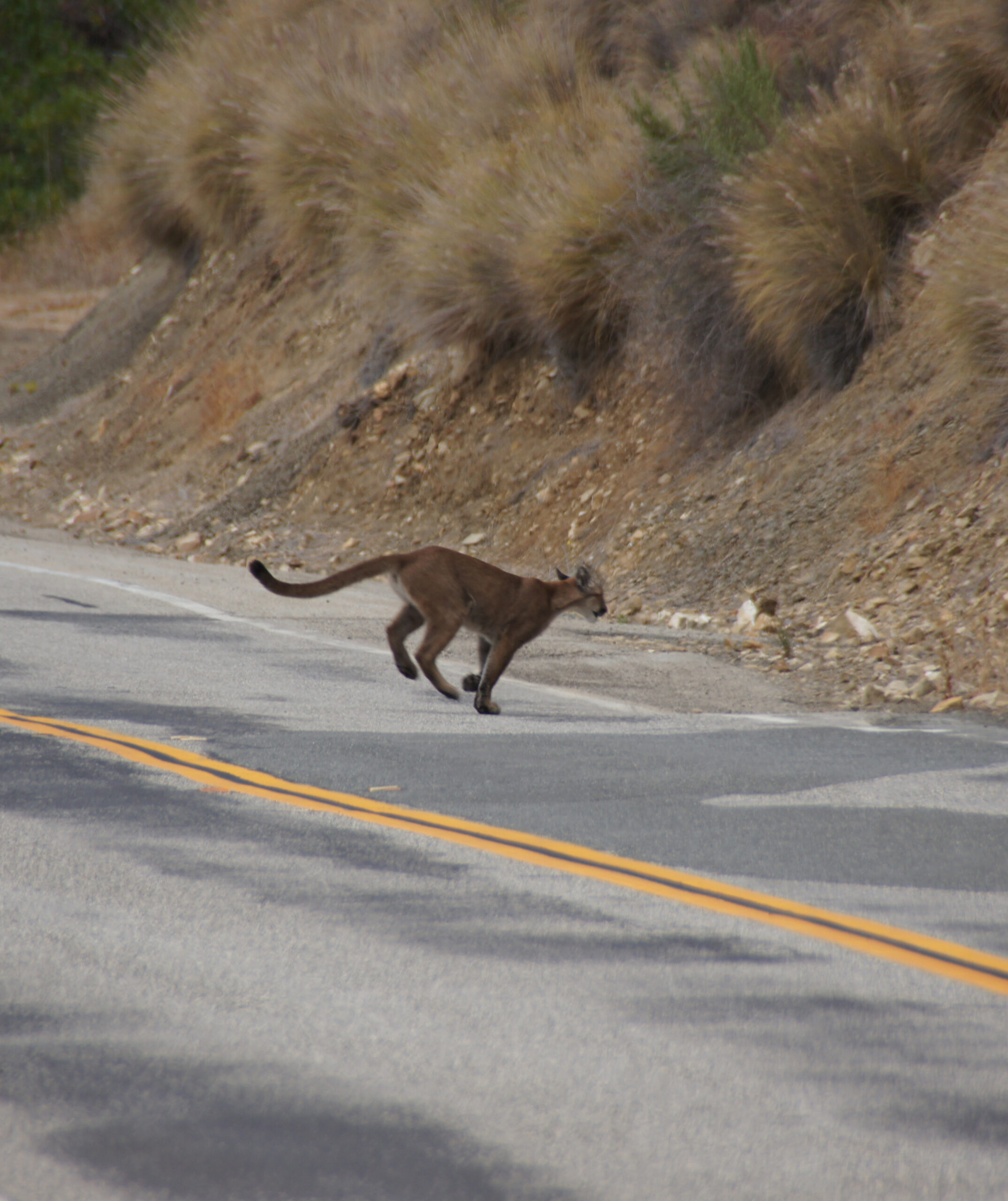 Cougars pushed out by wildfires took more risks around roads