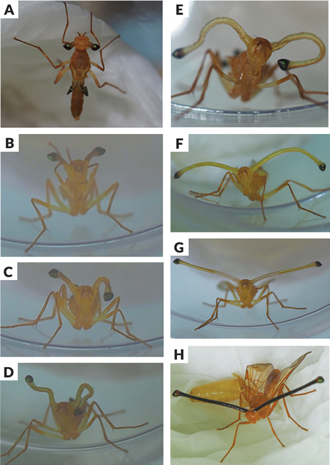 Some young fruit flies’ eyeballs literally pop out of their heads