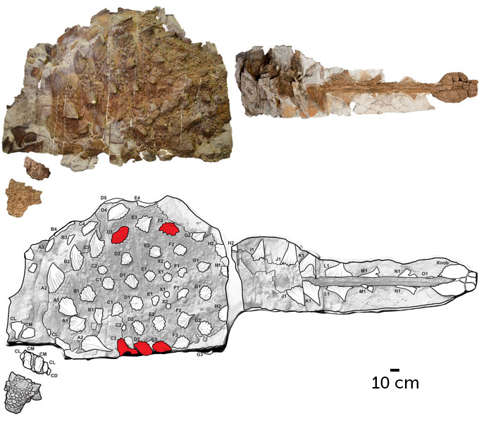 Armored dinos may have used tail clubs to bash each other