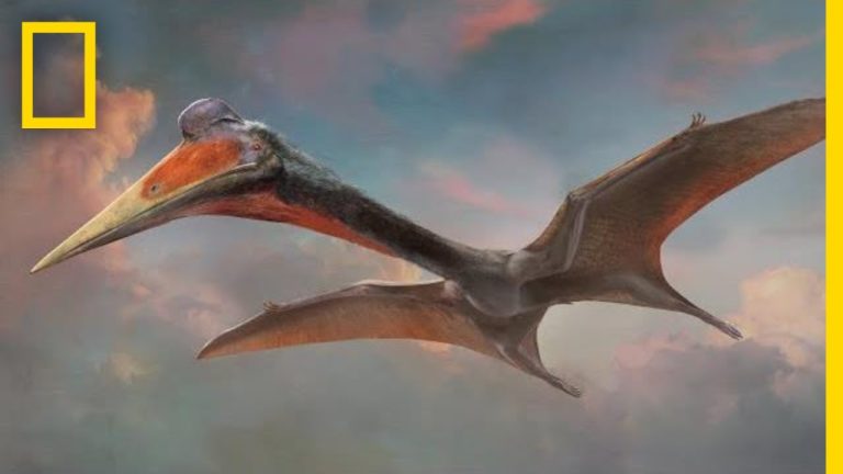 Let’s learn about pterosaurs