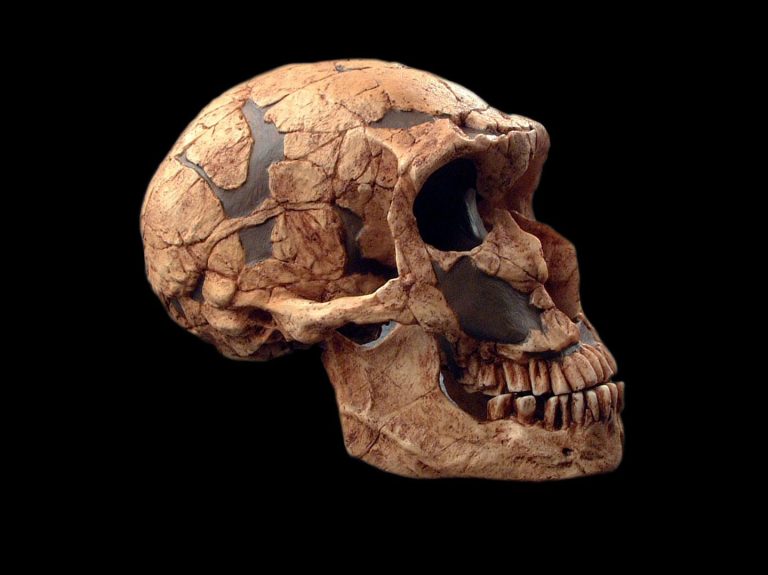 Neandertals were a lot like our human ancestors