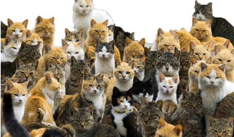 The Cat Distribution