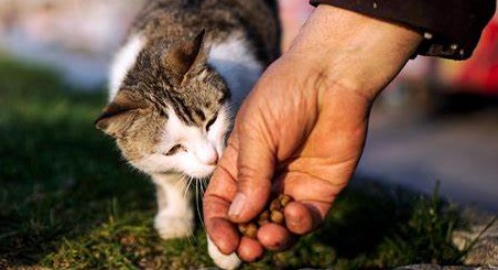 The Cat Distribution System